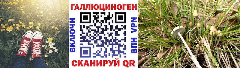 Псилоцибиновые грибы мицелий  закладка  Моршанск 